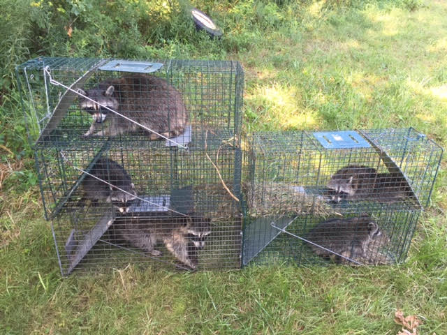 Wildlife Removal Avon Ohio